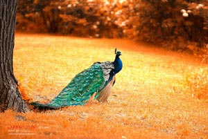 国际女子足球比赛：中国队一骑绝尘