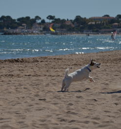 ac米兰中文官网-“天府新区沙滩赛场:沙滩合球挑战传统竞技” 第3张